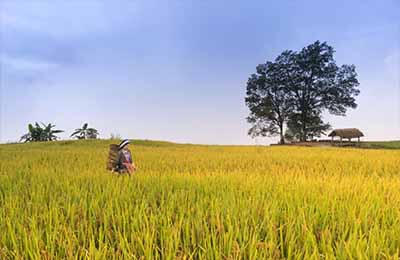 農業農村發展問題